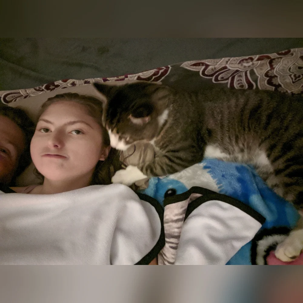 Losing your Cat Comfort Pet Companion